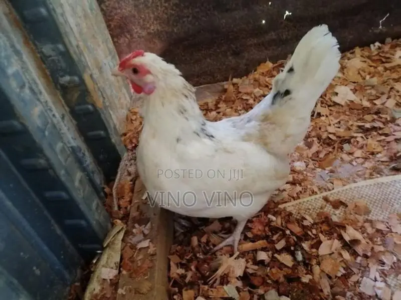 Fancy Chicken