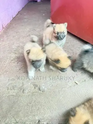 Pomeranian Puppy