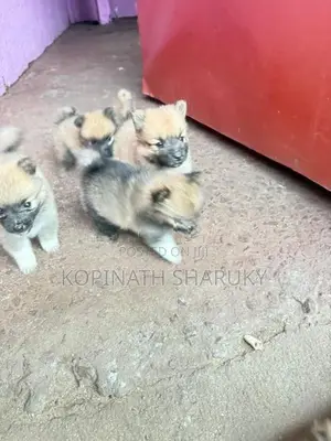Pomeranian Puppy