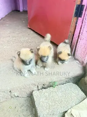 Pomeranian Puppy