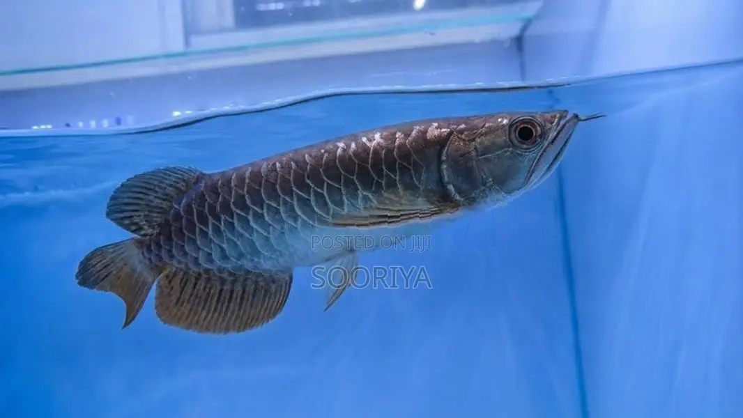 Premium Highback Golden Arowana