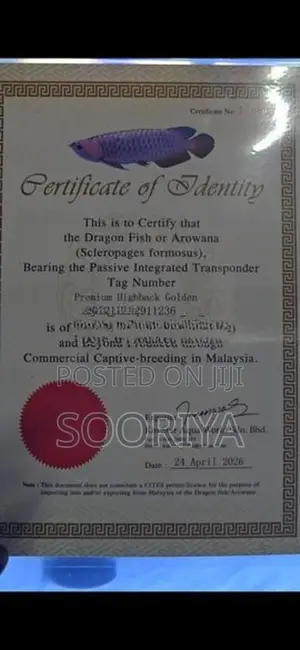 Premium Highback Golden Arowana