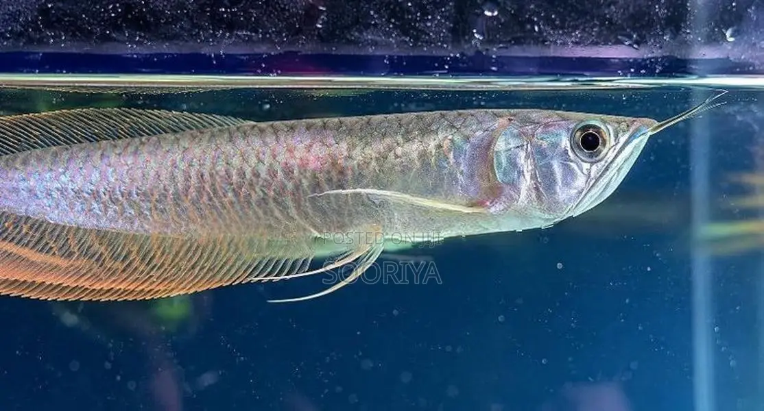 Silver Arowana Fish