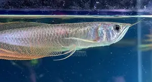 Silver Arowana Fish