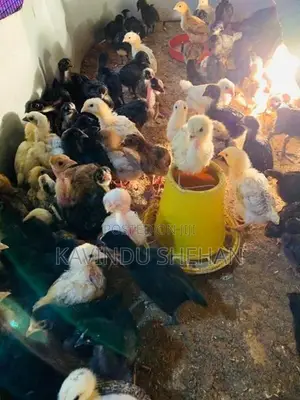 ගම් කිකිලි පැටවුන්
