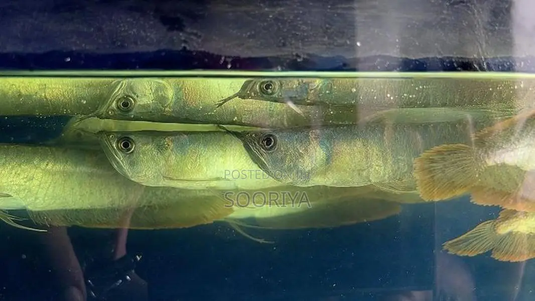 Silver Arowana Fish