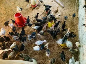 ගම් කිකිලි පැටවුන්