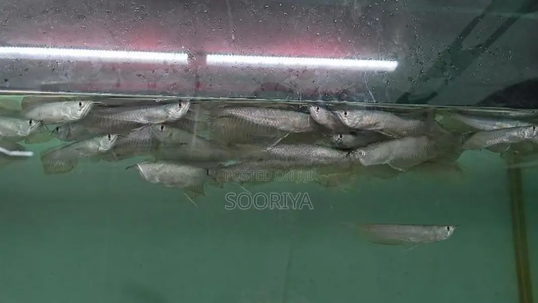 Silver Arowana Fish