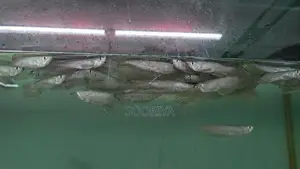 Silver Arowana Fish