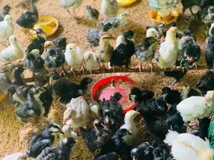ගම් කිකිලි පැටවුන්