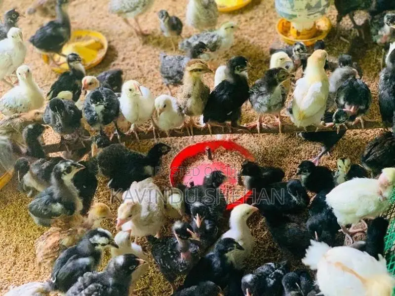 ගම් කිකිලි පැටවුන්