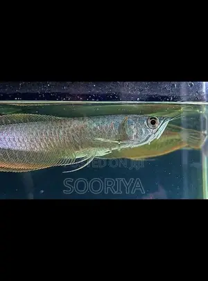 Silver Arowana Fish