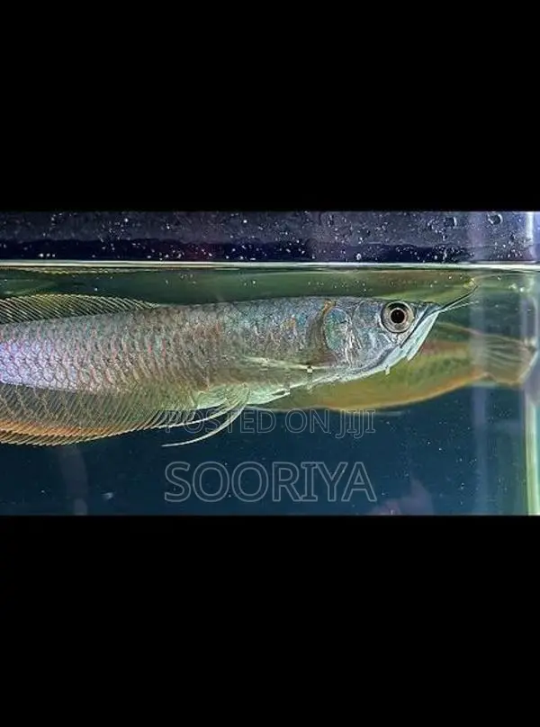 Silver Arowana Fish