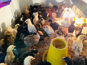 ගම් කිකිලි පැටවුන්