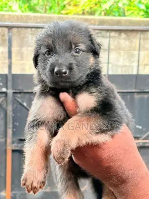 German Shepherd Puppies