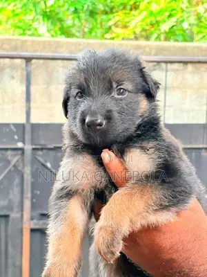 German Shepherd Puppies