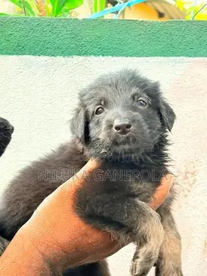 German Shepherd Puppies