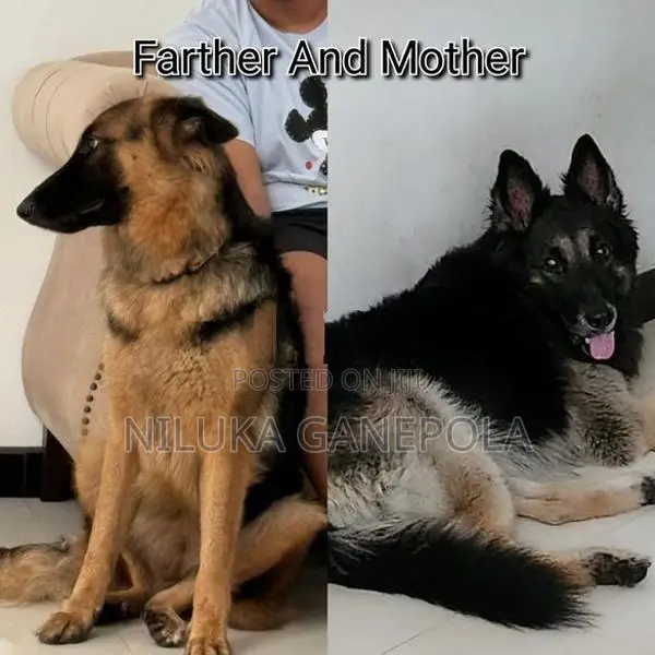 German Shepherd Puppies