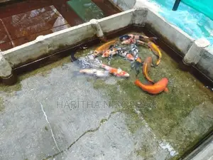 KOI Fish