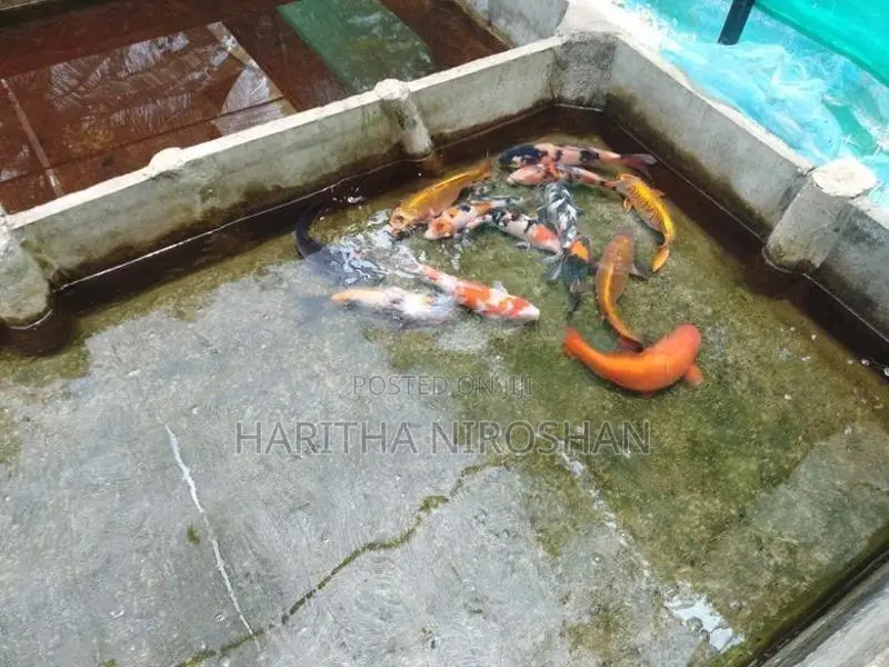 KOI Fish