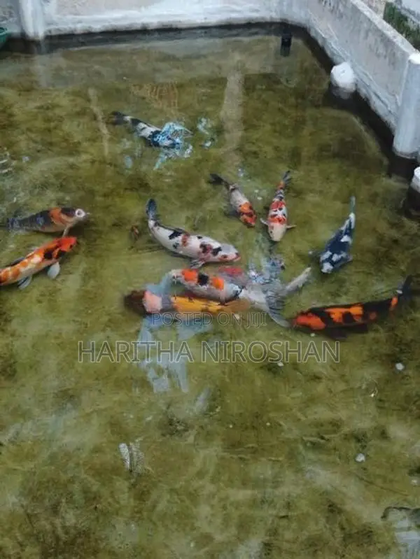 KOI Fish