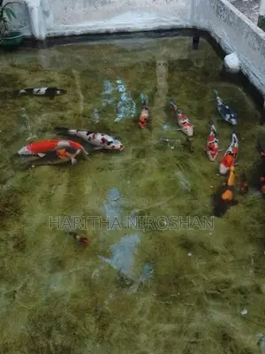 KOI Fish