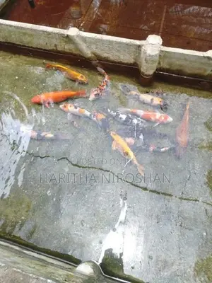 KOI Fish