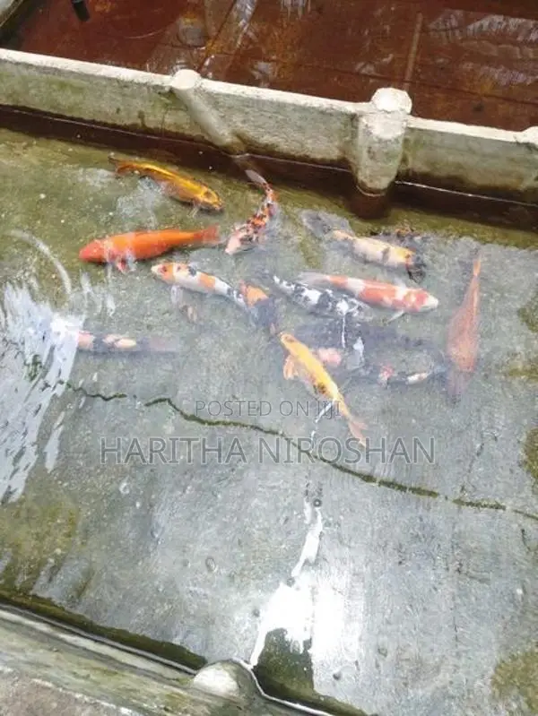 KOI Fish