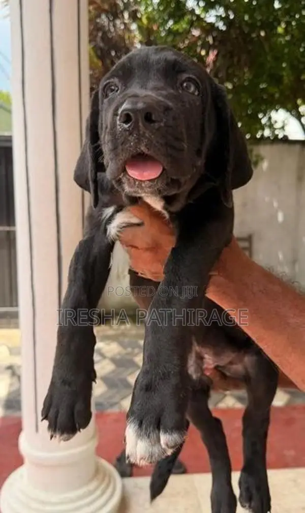 Cane Corso Puppies