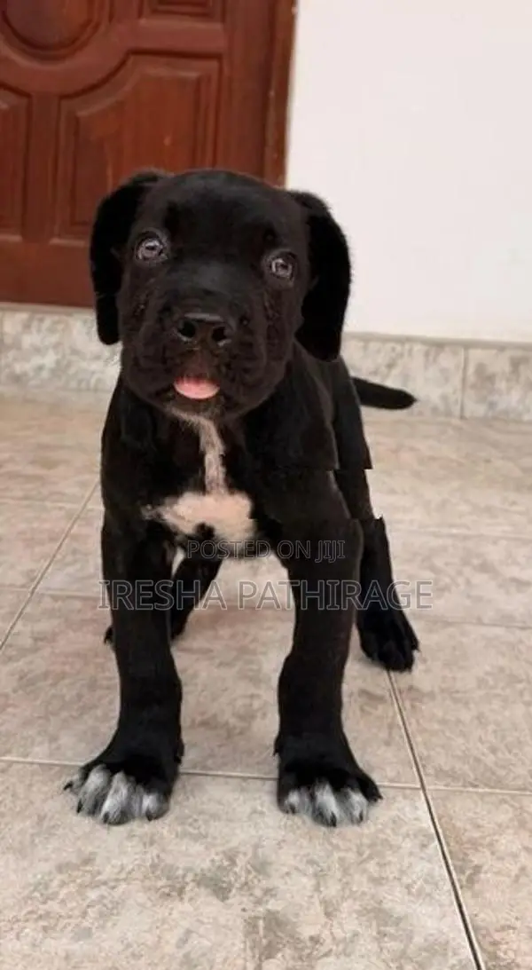 Cane Corso Puppies