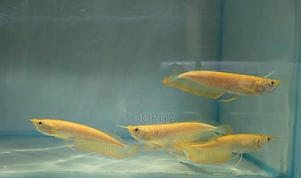 Albino Arowana