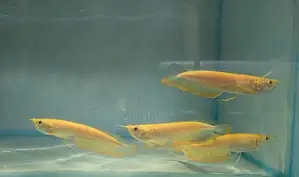 Albino Arowana