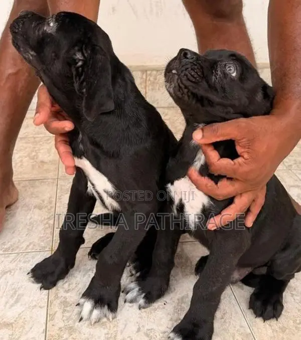 Cane Corso Puppies