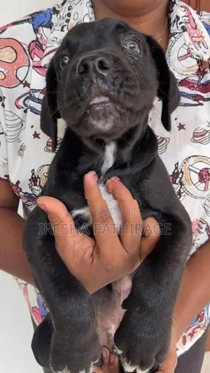 Cane Corso Puppies