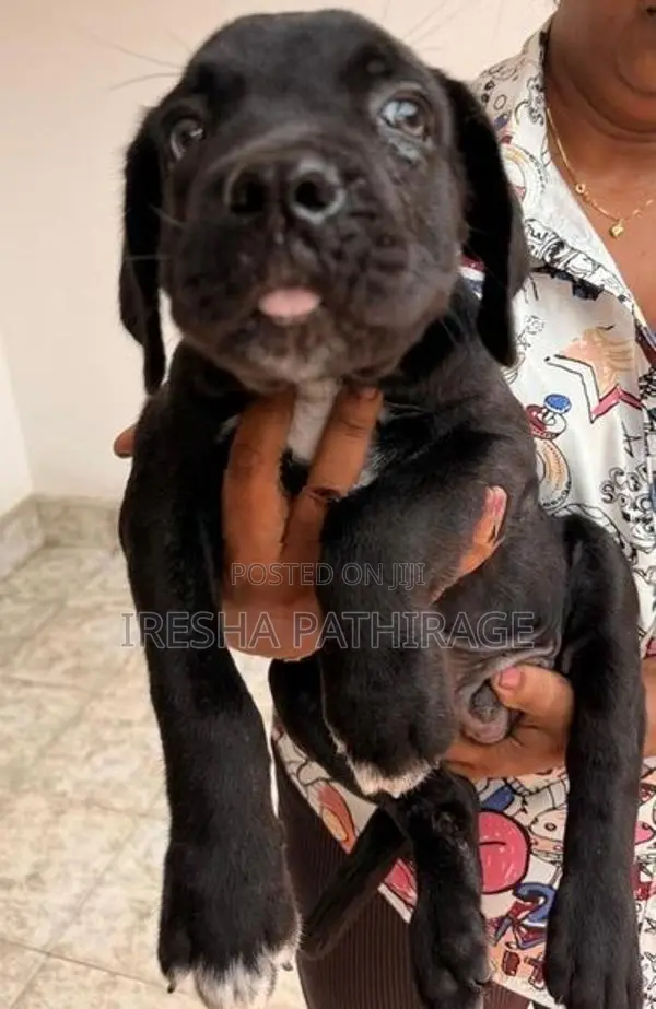 Cane Corso Puppies