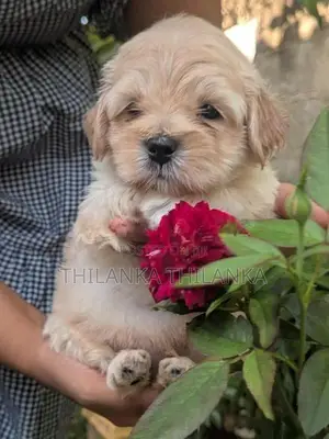 Terrier Puppies