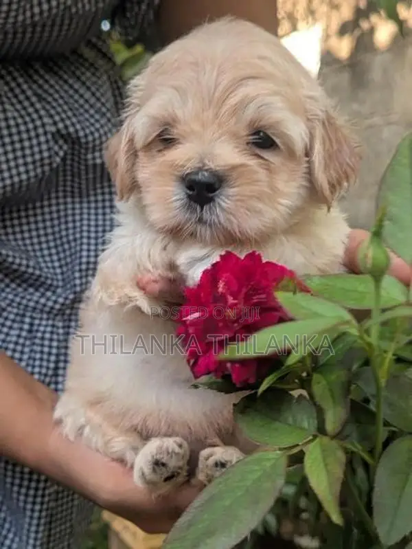 Terrier Puppies