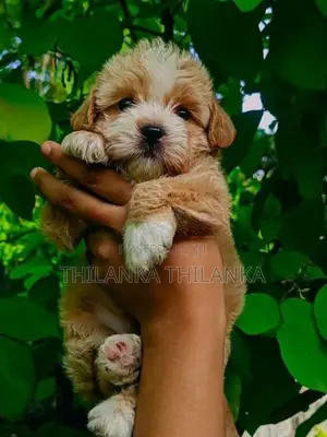 Terrier Puppies