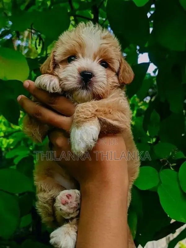Terrier Puppies