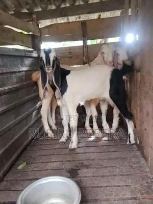 Jamunapali Goat