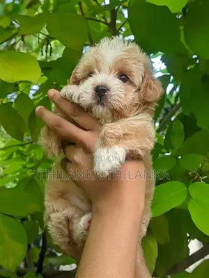 Terrier Puppies