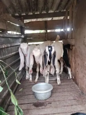 Jamunapali Goat