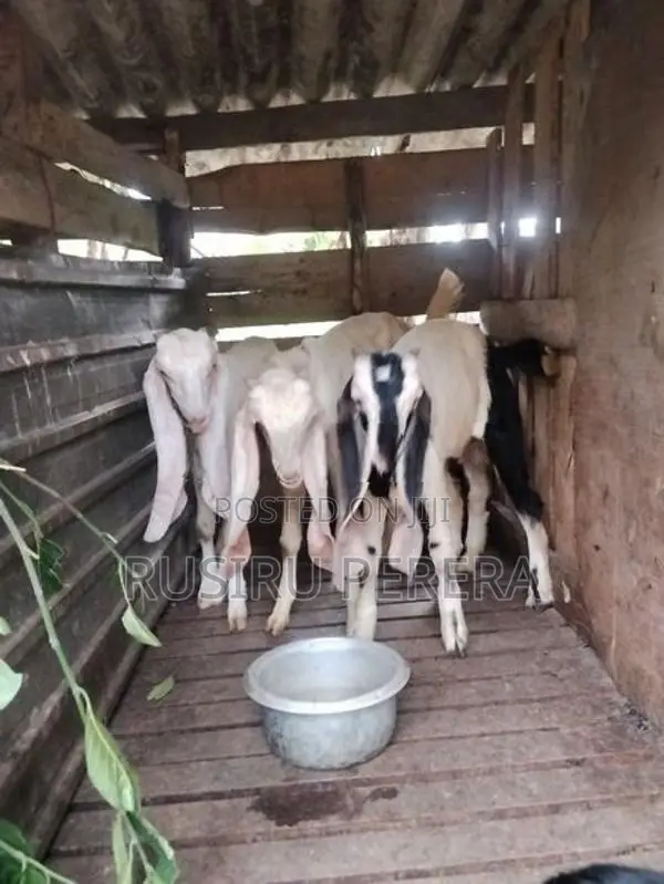 Jamunapali Goat