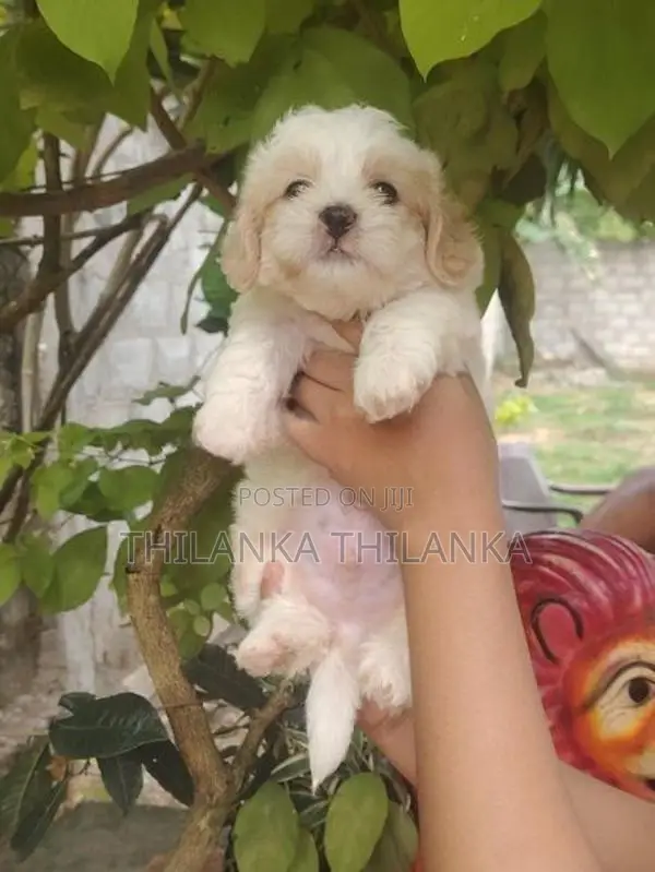 Terrier Puppies