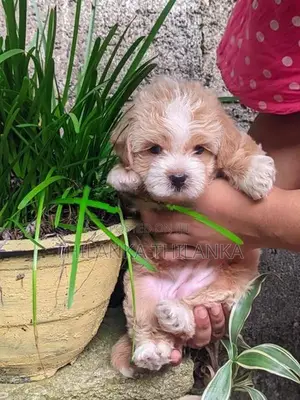 Terrier Puppies