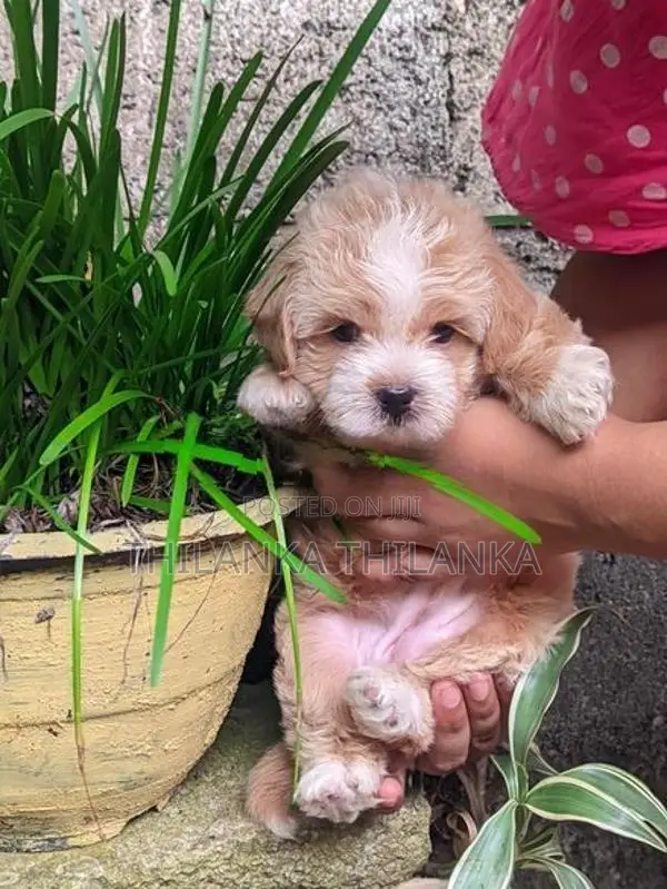 Terrier Puppies