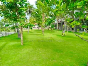 Australian and Malaysian Grass for Sale