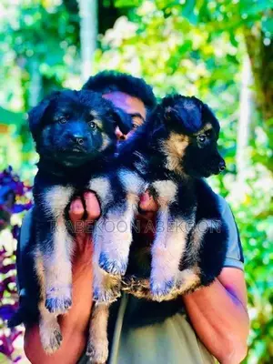 German Shepherd Puppies