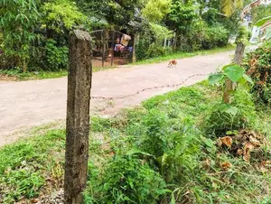 නිට්ටඹුව පින්නගොල්ලෙන් ඉඩමක්