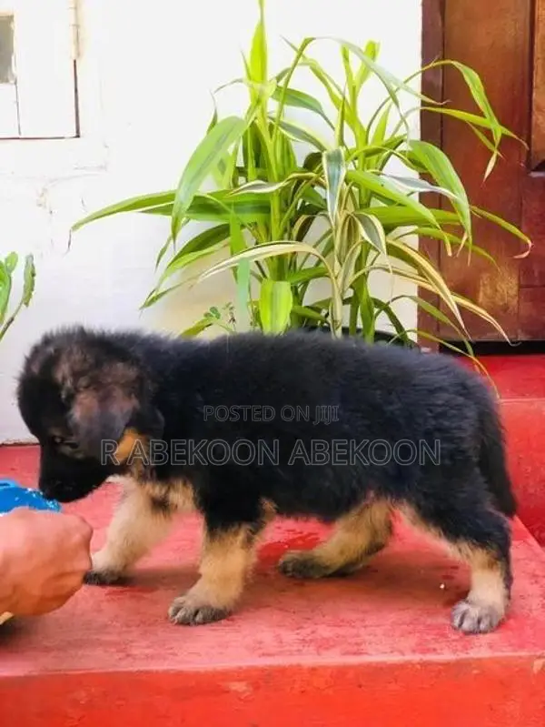 German Shepherd Puppies